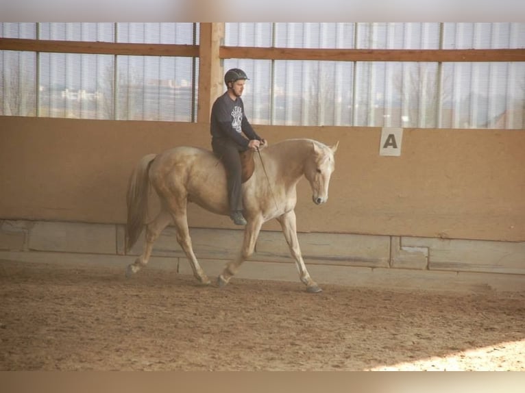 Kisber Felver Caballo castrado 21 años 164 cm Palomino in Willingshausen