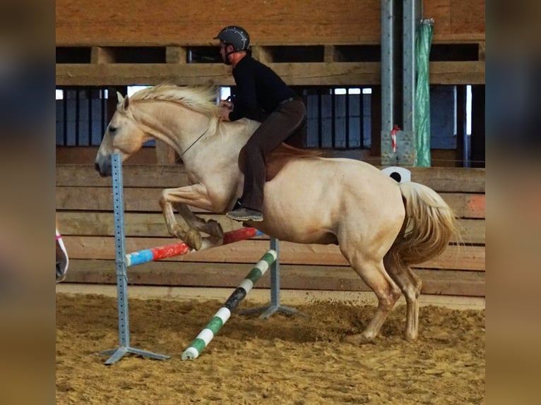 Kisber Felver Caballo castrado 21 años 164 cm Palomino in Willingshausen