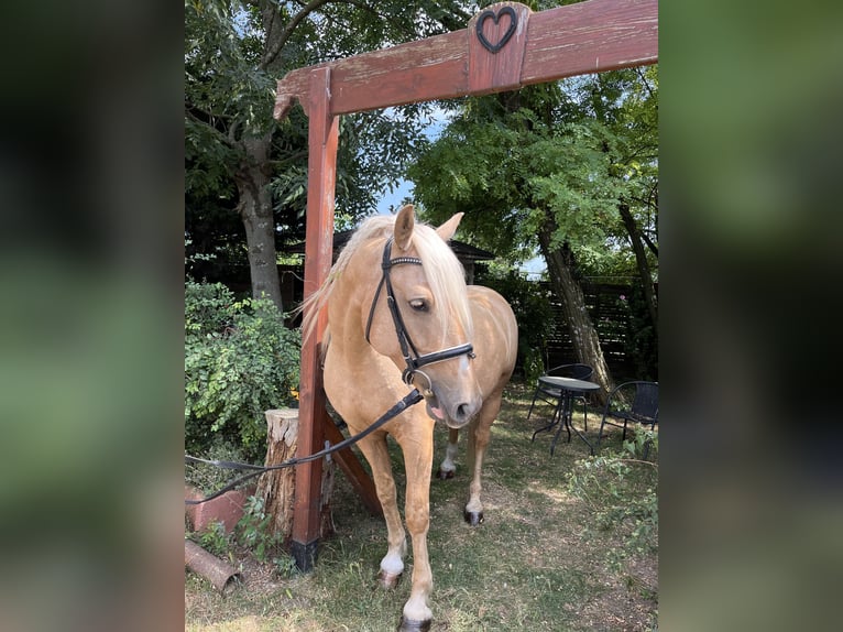 Kisber Felver Caballo castrado 4 años 160 cm Palomino in Scharndorf