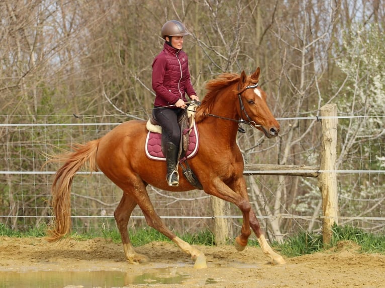 Kisber Felver Caballo castrado 4 años 163 cm Alazán in Pér