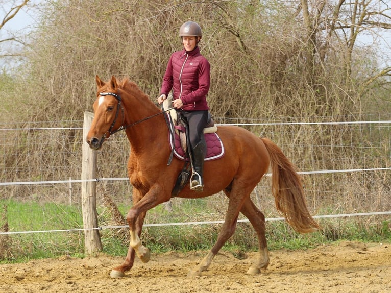 Kisber Felver Caballo castrado 4 años 163 cm Alazán in Pér