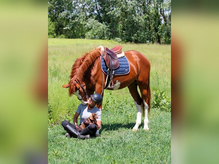 Kisber Felver Caballo castrado 4 años 169 cm Alazán-tostado in Pér