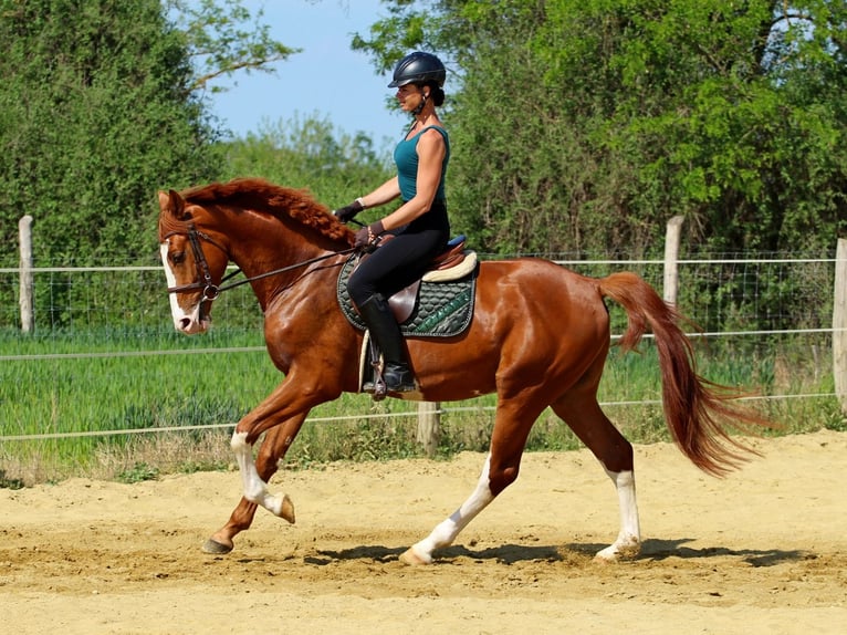 Kisber Felver Caballo castrado 4 años 169 cm Alazán-tostado in Pér