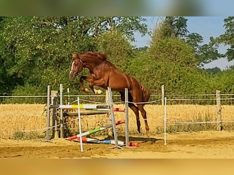 Kisber Felver Caballo castrado 4 años 170 cm Alazán-tostado in Pér