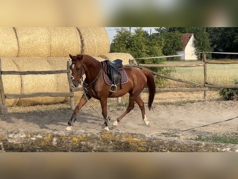 Kisber Felver Caballo castrado 5 años 162 cm Alazán-tostado in Budapest