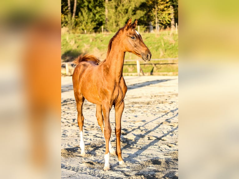 Kisber Felver Mestizo Caballo castrado 5 años 164 cm Alazán in Zăbala