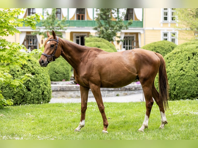 Kisber Felver Mestizo Caballo castrado 5 años 164 cm Alazán in Zăbala