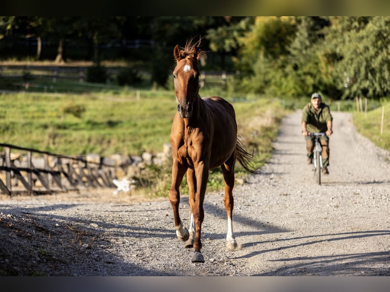 Kisber Felver Mestizo Caballo castrado 5 años 164 cm Alazán in Zăbala