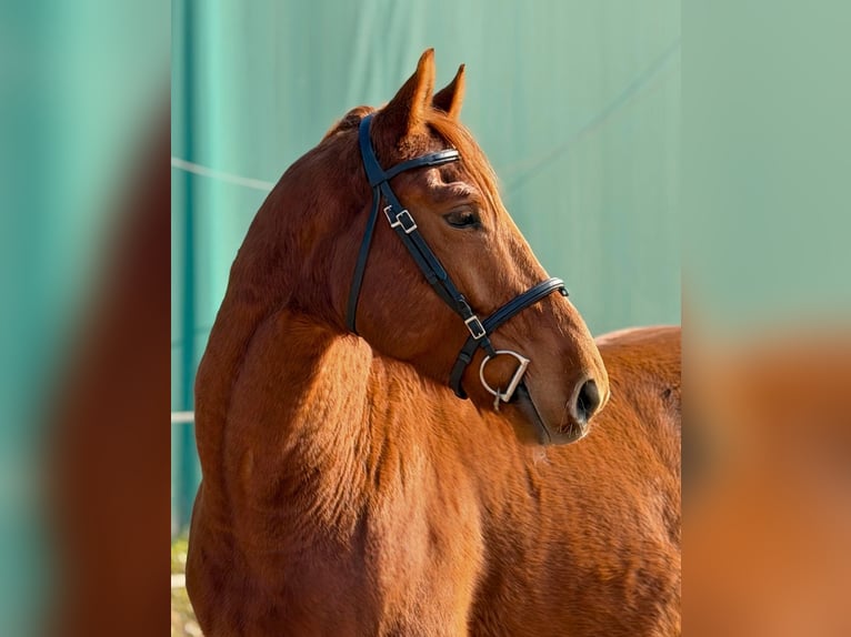 Kisber Felver Caballo castrado 5 años 165 cm Alazán-tostado in Budapest