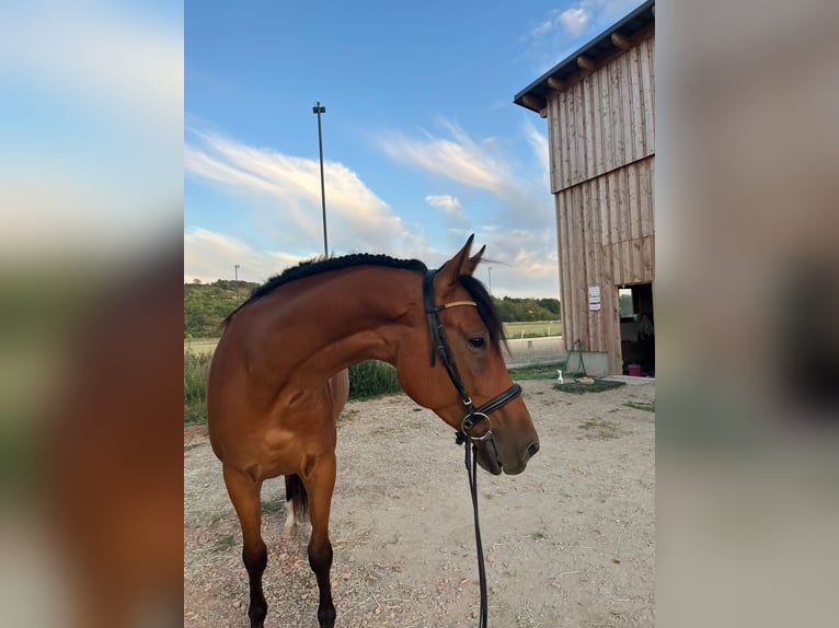 Kisber Felver Caballo castrado 5 años 167 cm Castaño in Bad Pirawarth