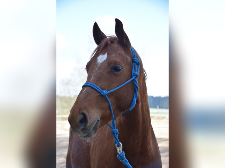 Kisber Felver Caballo castrado 6 años 163 cm Alazán in Lochen am See