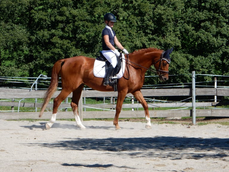 Kisber Felver Caballo castrado 6 años 163 cm Alazán in Lochen am See