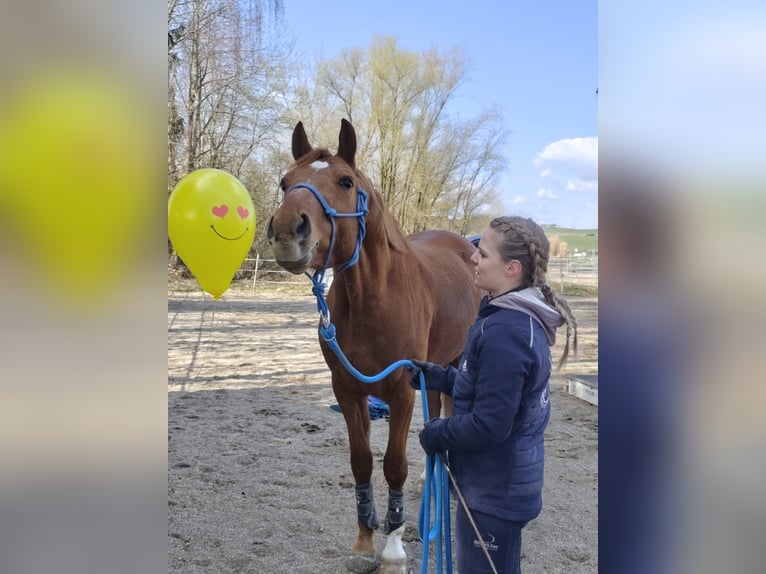 Kisber Felver Caballo castrado 6 años 163 cm Alazán in Lochen am See