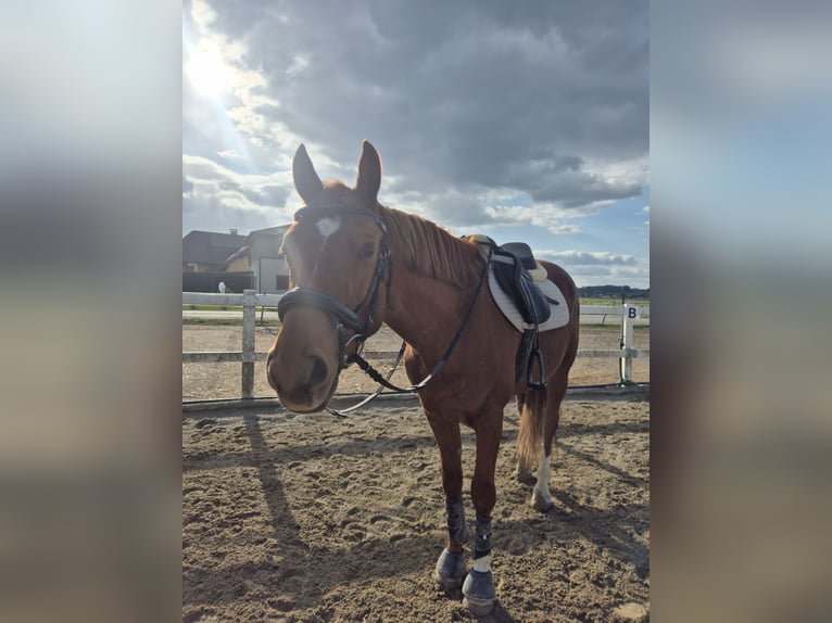 Kisber Felver Caballo castrado 6 años 163 cm Alazán in Lochen am See