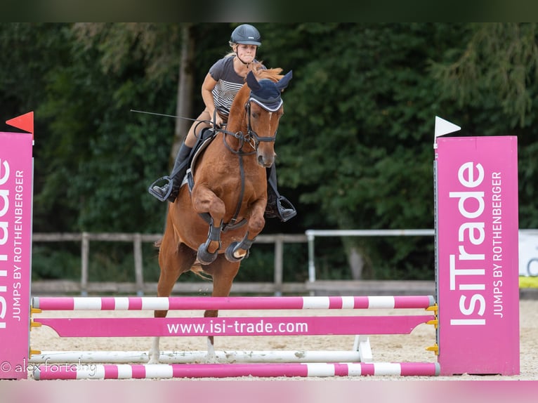 Kisber Felver Caballo castrado 6 años 163 cm Alazán in Lochen am See