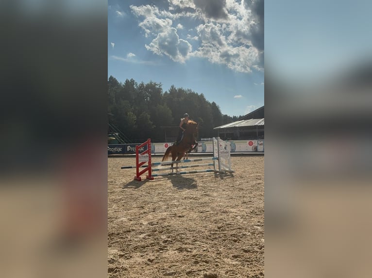 Kisber Felver Caballo castrado 6 años 163 cm Alazán in Lochen am See