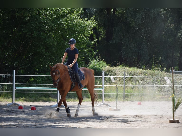 Kisber Felver Caballo castrado 6 años 163 cm Alazán in Lochen am See