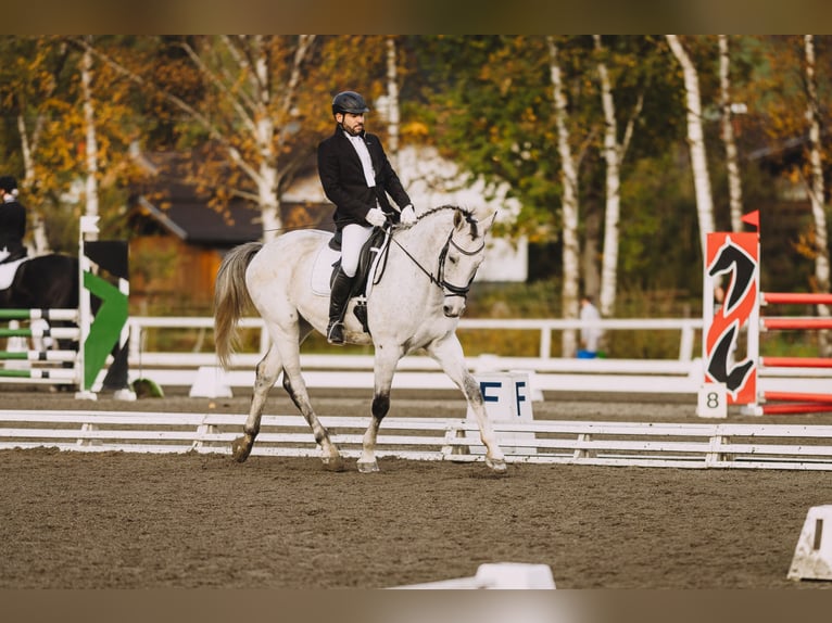 Kisber Felver Caballo castrado 7 años 167 cm Tordo picazo in Zederhaus