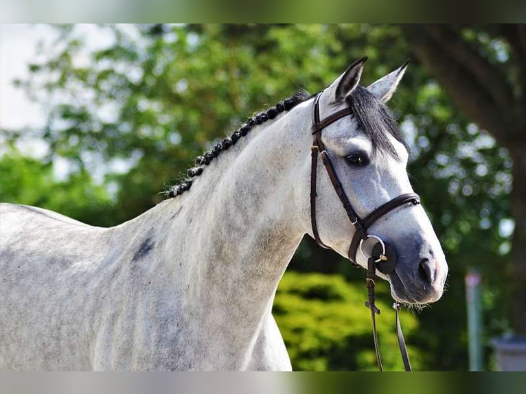 Kisber Felver Caballo castrado 7 años 167 cm Tordo picazo in Zederhaus