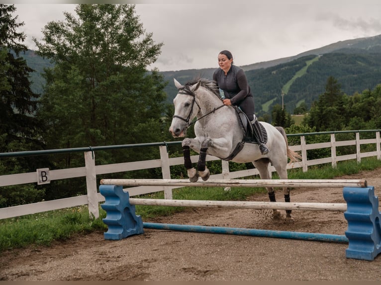 Kisber Felver Caballo castrado 7 años 167 cm Tordo picazo in Zederhaus