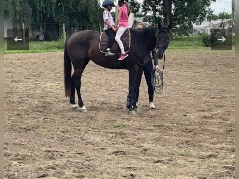 Kisber Felver Caballo castrado 7 años 173 cm Castaño in Zalaegerszeg