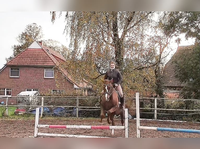 Kisber Felver Caballo castrado 8 años 178 cm Alazán-tostado in Wangelau