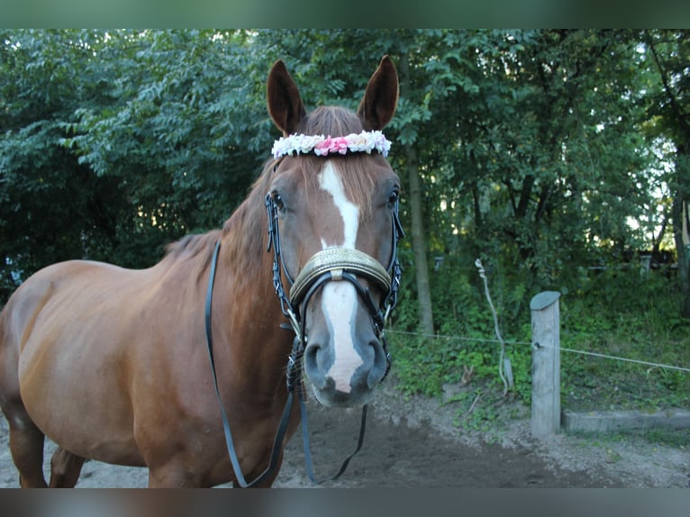 Kisber Felver Caballo castrado 8 años 178 cm Alazán-tostado in Wangelau