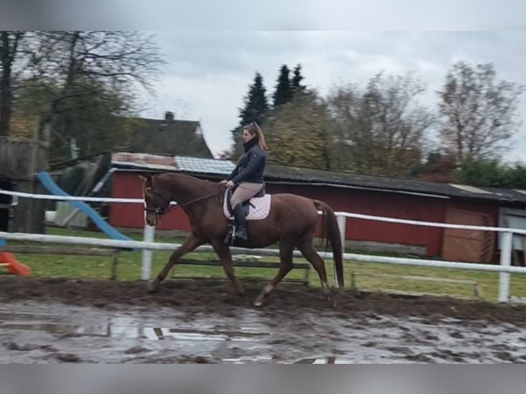 Kisber Felver Caballo castrado 8 años 178 cm Alazán-tostado in Wangelau