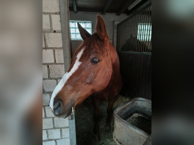 Kisber Felver Caballo castrado 8 años 178 cm Alazán-tostado in Wangelau