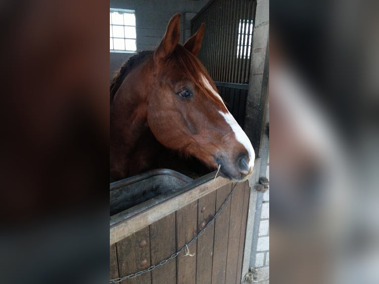 Kisber Felver Caballo castrado 8 años 178 cm Alazán-tostado in Wangelau