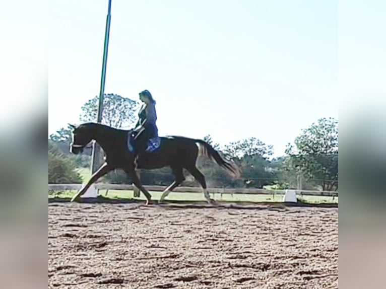 Kisber Felver Caballo castrado 8 años 179 cm in Wangelau