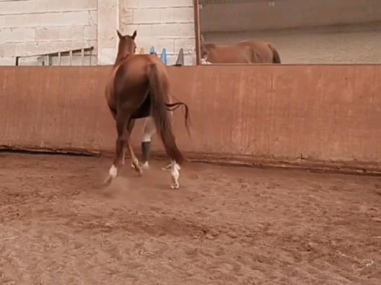 Kisber Felver Caballo castrado 8 años 179 cm in Wangelau