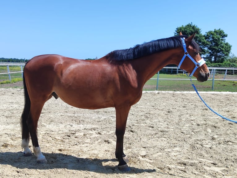 Kisber Felver Caballo castrado 9 años 170 cm Castaño in Kottingbrunn