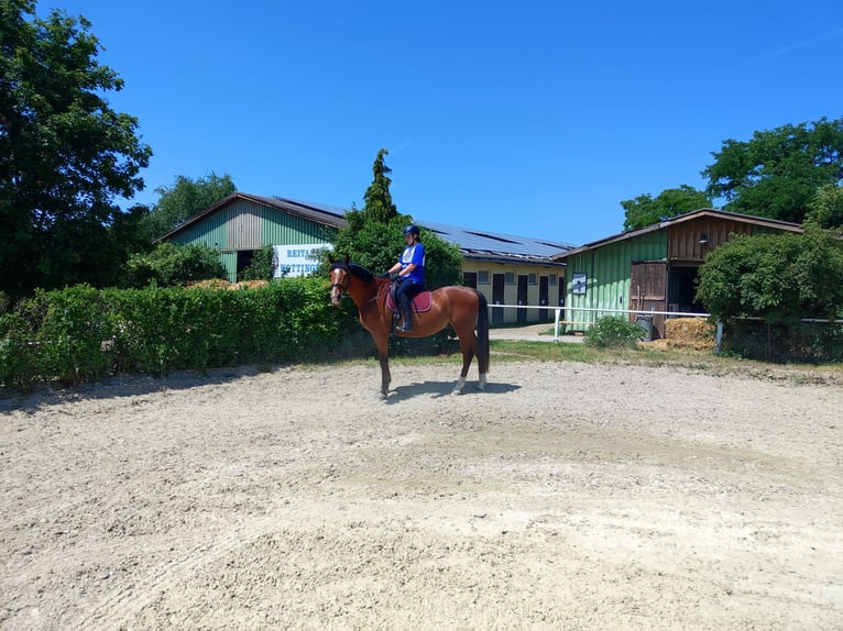 Kisber Felver Caballo castrado 9 años 170 cm Castaño in Kottingbrunn