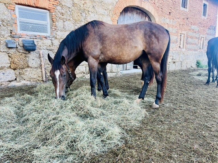 Kisber Felver Yegua 4 años 170 cm Castaño in Haidershofen