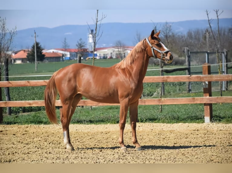 Kisber Felver Yegua 6 años 160 cm Alazán rojizo in Kőszeg