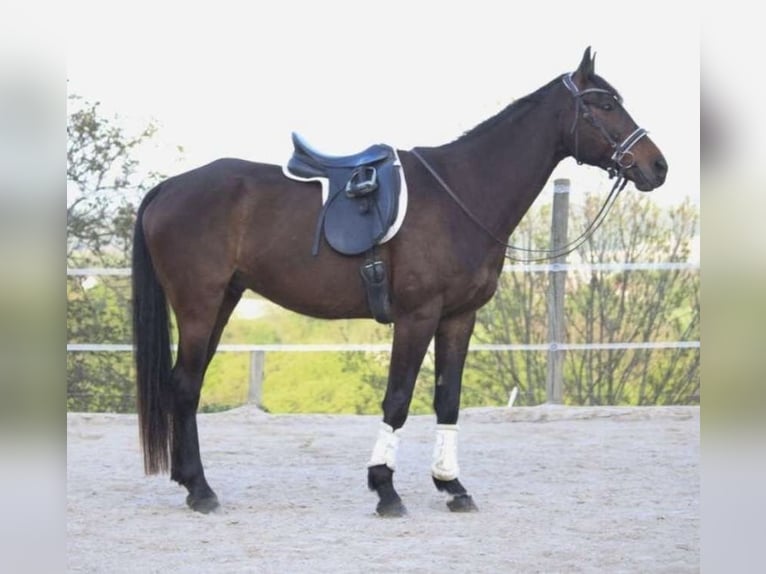 Kisber Gelding 12 years 16.1 hh Brown in Kleinsöding