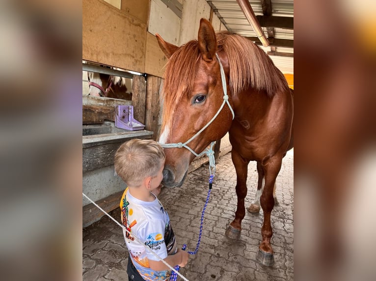 Kisber Gelding 12 years 16,2 hh Chestnut-Red in Schattendorf