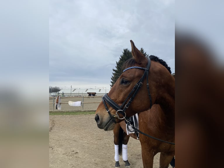 Kisber Gelding 12 years 16 hh Brown in Hollenegg (Bad Schwanberg)