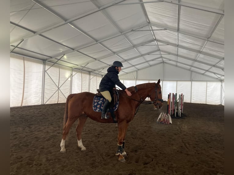 Kisber Gelding 12 years 16 hh Chestnut in Hajdúdorog