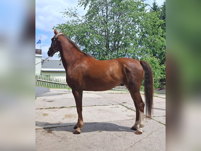 Kisber Gelding 14 years 16 hh Chestnut-Red in Neuhaus am Rennweg