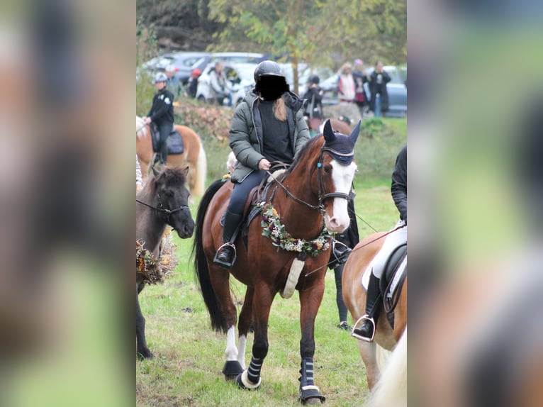 Kisber Gelding 14 years 17,2 hh Bay-Dark in Neustadt an der Donau