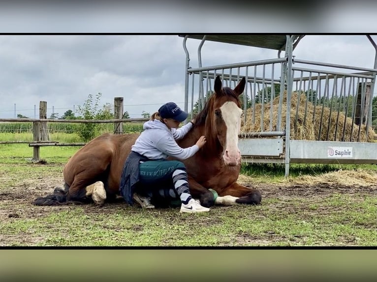 Kisber Gelding 14 years 17,2 hh Bay-Dark in Neustadt an der Donau