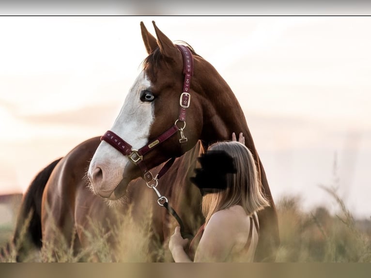 Kisber Gelding 14 years 17,2 hh Bay-Dark in Neustadt an der Donau