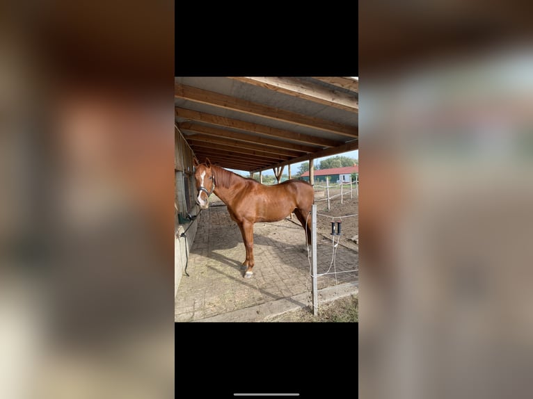 Kisber Gelding 14 years 17 hh Brown in Priel