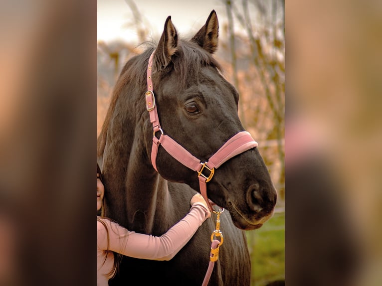 Kisber Gelding 15 years 16.2 hh Bay-Dark in Böheimkirchen