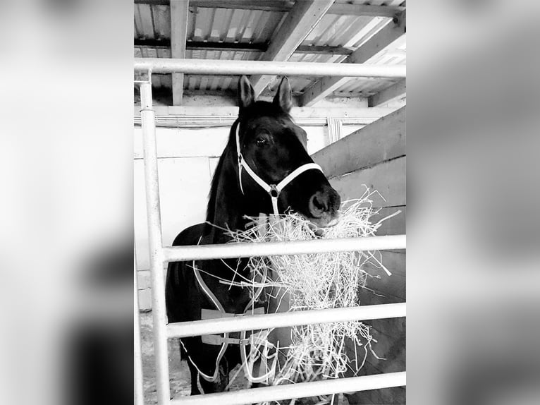 Kisber Gelding 15 years 16.2 hh Bay-Dark in Böheimkirchen