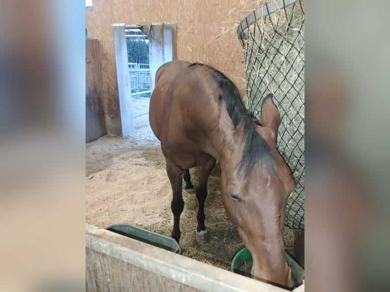 Kisber Gelding 18 years 16,2 hh Brown in St.Stefan ob Stainz