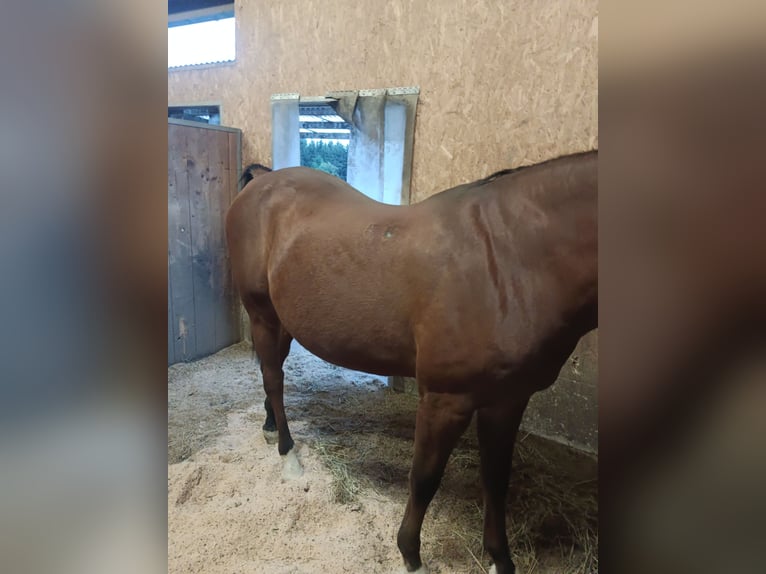 Kisber Gelding 18 years 16,2 hh Brown in St.Stefan ob Stainz