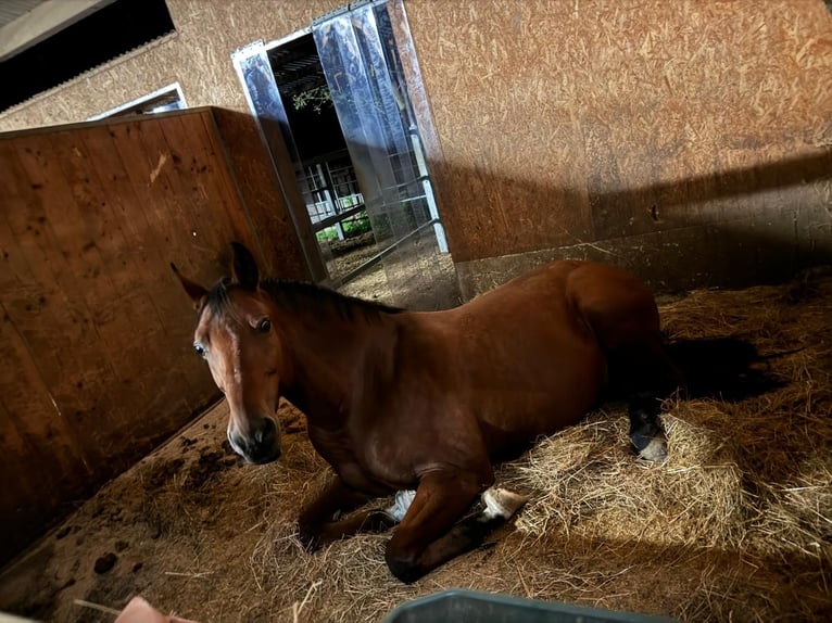 Kisber Gelding 18 years 16,2 hh Brown in St.Stefan ob Stainz